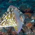 , photo taken in Indonesia, Bali, Tulamben, Tukad Linggah , photo taken in Indonesia, Bali, Tulamben, Tukad Linggah