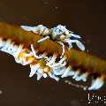 , photo taken in Indonesia, Bali, Tulamben, Tukad Linggah , photo taken in Indonesia, Bali, Tulamben, Tukad Linggah