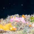 , photo taken in Indonesia, Bali, Tulamben, Tukad Linggah , photo taken in Indonesia, Bali, Tulamben, Tukad Linggah