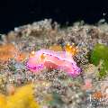 , photo taken in Indonesia, Bali, Tulamben, Tukad Linggah , photo taken in Indonesia, Bali, Tulamben, Tukad Linggah