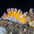 , photo taken in Indonesia, Bali, Tulamben, Tukad Linggah , photo taken in Indonesia, Bali, Tulamben, Tukad Linggah