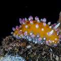 , photo taken in Indonesia, Bali, Tulamben, Tukad Linggah , photo taken in Indonesia, Bali, Tulamben, Tukad Linggah