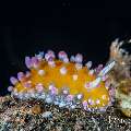, photo taken in Indonesia, Bali, Tulamben, Tukad Linggah , photo taken in Indonesia, Bali, Tulamben, Tukad Linggah