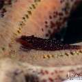 , photo taken in Indonesia, Bali, Tulamben, Tukad Linggah , photo taken in Indonesia, Bali, Tulamben, Tukad Linggah