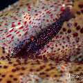 , photo taken in Indonesia, Bali, Tulamben, Tukad Linggah , photo taken in Indonesia, Bali, Tulamben, Tukad Linggah