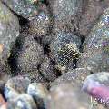 Bumblebee shrimp (Gnathophyllum americanum), photo taken in Indonesia, Bali, Tulamben, Tukad Linggah Bumblebee shrimp (Gnathophyllum americanum), photo taken in Indonesia, Bali, Tulamben, Tukad Linggah
