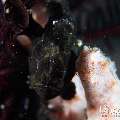 , photo taken in Indonesia, Bali, Tulamben, Melasti , photo taken in Indonesia, Bali, Tulamben, Melasti