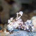 , photo taken in Indonesia, Bali, Tulamben, Melasti , photo taken in Indonesia, Bali, Tulamben, Melasti
