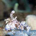 , photo taken in Indonesia, Bali, Tulamben, Melasti , photo taken in Indonesia, Bali, Tulamben, Melasti