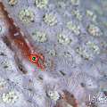, photo taken in Indonesia, Bali, Tulamben, Melasti , photo taken in Indonesia, Bali, Tulamben, Melasti
