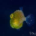 , photo taken in Indonesia, Bali, Tulamben, Melasti , photo taken in Indonesia, Bali, Tulamben, Melasti
