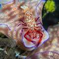 Emperor Shrimp (Periclimenes imperator), photo taken in Indonesia, Bali, Tulamben, Melasti Emperor Shrimp (Periclimenes imperator), photo taken in Indonesia, Bali, Tulamben, Melasti