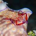 Emperor Shrimp (Periclimenes imperator), photo taken in Indonesia, Bali, Tulamben, Melasti Emperor Shrimp (Periclimenes imperator), photo taken in Indonesia, Bali, Tulamben, Melasti