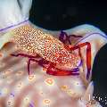 Emperor Shrimp (Periclimenes imperator), photo taken in Indonesia, Bali, Tulamben, Melasti Emperor Shrimp (Periclimenes imperator), photo taken in Indonesia, Bali, Tulamben, Melasti