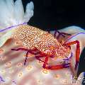Emperor Shrimp (Periclimenes imperator), photo taken in Indonesia, Bali, Tulamben, Melasti Emperor Shrimp (Periclimenes imperator), photo taken in Indonesia, Bali, Tulamben, Melasti