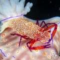 Emperor Shrimp (Periclimenes imperator), photo taken in Indonesia, Bali, Tulamben, Melasti Emperor Shrimp (Periclimenes imperator), photo taken in Indonesia, Bali, Tulamben, Melasti