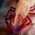 Emperor Shrimp (Periclimenes imperator), photo taken in Indonesia, Bali, Tulamben, Melasti Emperor Shrimp (Periclimenes imperator), photo taken in Indonesia, Bali, Tulamben, Melasti