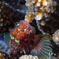 , photo taken in Indonesia, Bali, Tulamben, Melasti , photo taken in Indonesia, Bali, Tulamben, Melasti