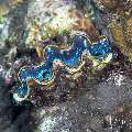 , photo taken in Indonesia, Bali, Tulamben, Melasti , photo taken in Indonesia, Bali, Tulamben, Melasti