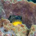 , photo taken in Indonesia, Bali, Tulamben, Melasti , photo taken in Indonesia, Bali, Tulamben, Melasti