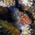 , photo taken in Indonesia, Bali, Tulamben, Melasti , photo taken in Indonesia, Bali, Tulamben, Melasti