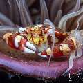 , photo taken in Indonesia, Bali, Tulamben, Batu Niti Slope , photo taken in Indonesia, Bali, Tulamben, Batu Niti Slope