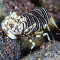 Bumblebee shrimp (Gnathophyllum americanum), photo taken in Indonesia, Bali, Tulamben, Batu Niti Slope Bumblebee shrimp (Gnathophyllum americanum), photo taken in Indonesia, Bali, Tulamben, Batu Niti Slope