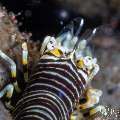Bumblebee shrimp (Gnathophyllum americanum), photo taken in Indonesia, Bali, Tulamben, Batu Niti Slope Bumblebee shrimp (Gnathophyllum americanum), photo taken in Indonesia, Bali, Tulamben, Batu Niti Slope