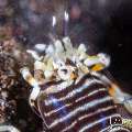 Bumblebee shrimp (Gnathophyllum americanum), photo taken in Indonesia, Bali, Tulamben, Batu Niti Slope Bumblebee shrimp (Gnathophyllum americanum), photo taken in Indonesia, Bali, Tulamben, Batu Niti Slope