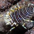 Bumblebee shrimp (Gnathophyllum americanum), photo taken in Indonesia, Bali, Tulamben, Batu Niti Slope Bumblebee shrimp (Gnathophyllum americanum), photo taken in Indonesia, Bali, Tulamben, Batu Niti Slope