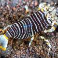 Bumblebee shrimp (Gnathophyllum americanum), photo taken in Indonesia, Bali, Tulamben, Batu Niti Slope Bumblebee shrimp (Gnathophyllum americanum), photo taken in Indonesia, Bali, Tulamben, Batu Niti Slope