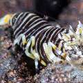 Bumblebee shrimp (Gnathophyllum americanum), photo taken in Indonesia, Bali, Tulamben, Batu Niti Slope Bumblebee shrimp (Gnathophyllum americanum), photo taken in Indonesia, Bali, Tulamben, Batu Niti Slope