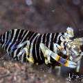 Bumblebee shrimp (Gnathophyllum americanum), photo taken in Indonesia, Bali, Tulamben, Batu Niti Slope Bumblebee shrimp (Gnathophyllum americanum), photo taken in Indonesia, Bali, Tulamben, Batu Niti Slope