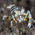 Bumblebee shrimp (Gnathophyllum americanum), photo taken in Indonesia, Bali, Tulamben, Batu Niti Slope Bumblebee shrimp (Gnathophyllum americanum), photo taken in Indonesia, Bali, Tulamben, Batu Niti Slope
