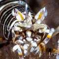 Bumblebee shrimp (Gnathophyllum americanum), photo taken in Indonesia, Bali, Tulamben, Batu Niti Slope Bumblebee shrimp (Gnathophyllum americanum), photo taken in Indonesia, Bali, Tulamben, Batu Niti Slope