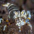 Bumblebee shrimp (Gnathophyllum americanum), photo taken in Indonesia, Bali, Tulamben, Batu Niti Slope Bumblebee shrimp (Gnathophyllum americanum), photo taken in Indonesia, Bali, Tulamben, Batu Niti Slope