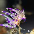 , photo taken in Indonesia, Bali, Tulamben, Bulakan Slope , photo taken in Indonesia, Bali, Tulamben, Bulakan Slope