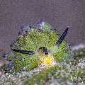 , photo taken in Indonesia, Bali, Tulamben, Bulakan Slope , photo taken in Indonesia, Bali, Tulamben, Bulakan Slope