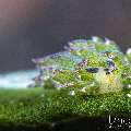 , photo taken in Indonesia, Bali, Tulamben, Bulakan Slope , photo taken in Indonesia, Bali, Tulamben, Bulakan Slope