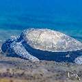 , photo taken in Indonesia, Bali, Tulamben, Bulakan Slope , photo taken in Indonesia, Bali, Tulamben, Bulakan Slope
