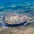 , photo taken in Indonesia, Bali, Tulamben, Bulakan Slope , photo taken in Indonesia, Bali, Tulamben, Bulakan Slope