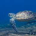 , photo taken in Indonesia, Bali, Tulamben, Bulakan Slope , photo taken in Indonesia, Bali, Tulamben, Bulakan Slope