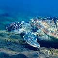 , photo taken in Indonesia, Bali, Tulamben, Bulakan Slope , photo taken in Indonesia, Bali, Tulamben, Bulakan Slope