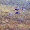 , photo taken in Indonesia, Bali, Tulamben, Bulakan Slope , photo taken in Indonesia, Bali, Tulamben, Bulakan Slope