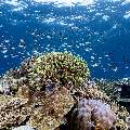 CoralF, photo taken in Indonesia, East Nusa Tenggara, West Manggarai Regency, Sebayur Kecil