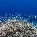 Coral, photo taken in Indonesia, East Nusa Tenggara, West Manggarai Regency, Sebayur Kecil