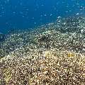 Coral, photo taken in Indonesia, East Nusa Tenggara, West Manggarai Regency, Sebayur Kecil
