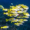 Bluestripe Snapper (Lutjanus kasmira), photo taken in Indonesia, East Nusa Tenggara, West Manggarai Regency, Sebayur Kecil