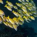 Bluestripe Snapper (Lutjanus kasmira), photo taken in Indonesia, East Nusa Tenggara, West Manggarai Regency, Sebayur Kecil