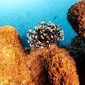 Feather Star (Crinoidae), Sponge, photo taken in Indonesia, East Nusa Tenggara, West Manggarai Regency, Sebayur Kecil